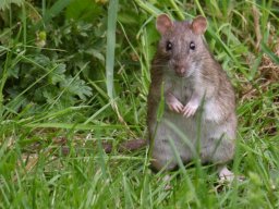 Current Photographs &raquo; Animals