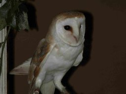 Current Photographs &raquo; Birds