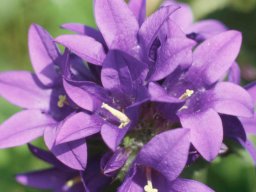 Goldsithney-7906_145