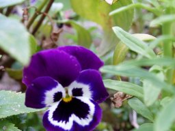 Current Photographs &raquo; Flowers