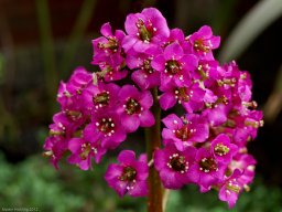 AlbertRoad_20080510_001544