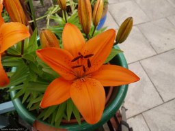 Lilies_20080614_002455