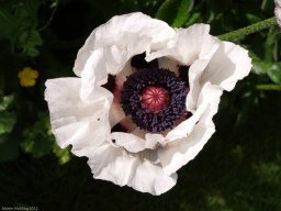 Popies_20080608_002349