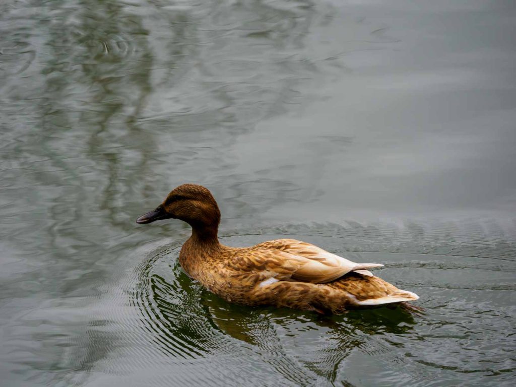 e1000477 enhanced nr